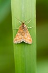 Pyrausta despicata