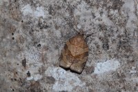 Pandemis dumetana