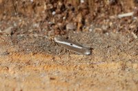 Parahyponomeuta egregiella