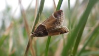 Pyralis farinalis
