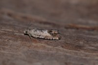 Pammene fasciana