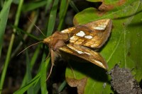 Plusia festucae