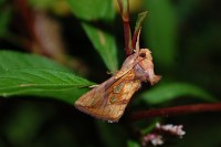 Plusia festucae