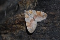 Pennithera firmata