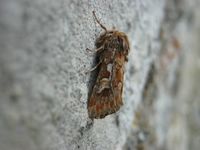 Panolis flammea