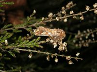 Panolis flammea