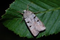 Eugnorisma glareosa