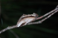 Pheosia gnoma