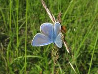 Polyommatus icarus