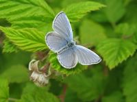 Polyommatus icarus
