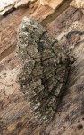 Peribatodes ilicaria