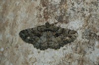 Peribatodes ilicaria