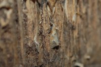 Phtheochroa inopiana