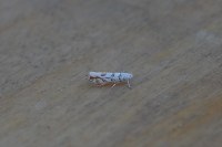 Phyllonorycter kuhlweiniella