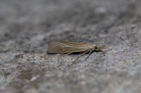 Pediasia luteella
