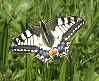 Papilio machaon
