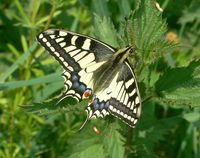 Papilio machaon