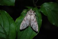Polia nebulosa