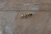 Phyllonorycter nicellii
