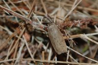 Pelosia obtusa