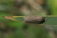Pelosia obtusa