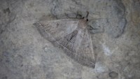Polypogon plumigeralis