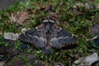 Poecilocampa populi populi