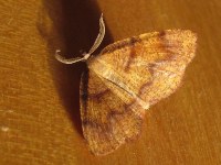 Plagodis pulveraria