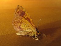 Plagodis pulveraria
