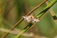 Pyrausta purpuralis