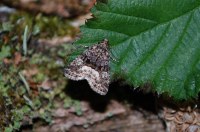 Deltote pygarga