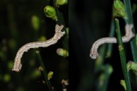 Peribatodes rhomboidaria