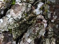 Polyploca ridens