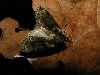 Polyploca ridens
