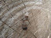 Phycita roborella