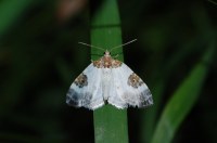 Plemyria rubiginata