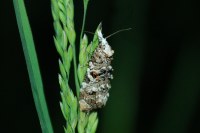 Phtheochroa rugosana