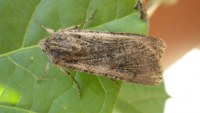 Peridroma saucia