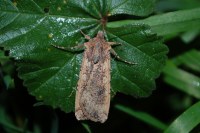 Peridroma saucia