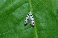 Pseudotelphusa scalella