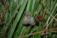 Polyphaenis sericata