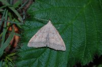 Pechipogo strigilata
