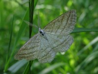Perconia strigillaria