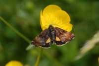 Panemeria tenebrata