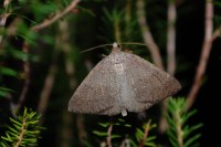 Pachycnemia tibiaria