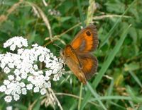 Pyronia tithonus