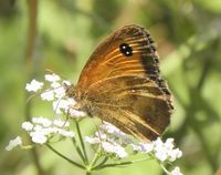 Pyronia tithonus
