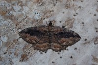 Philereme transversata