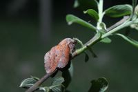 Phyllodesma tremulifolia