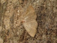 Paracolax tristalis
